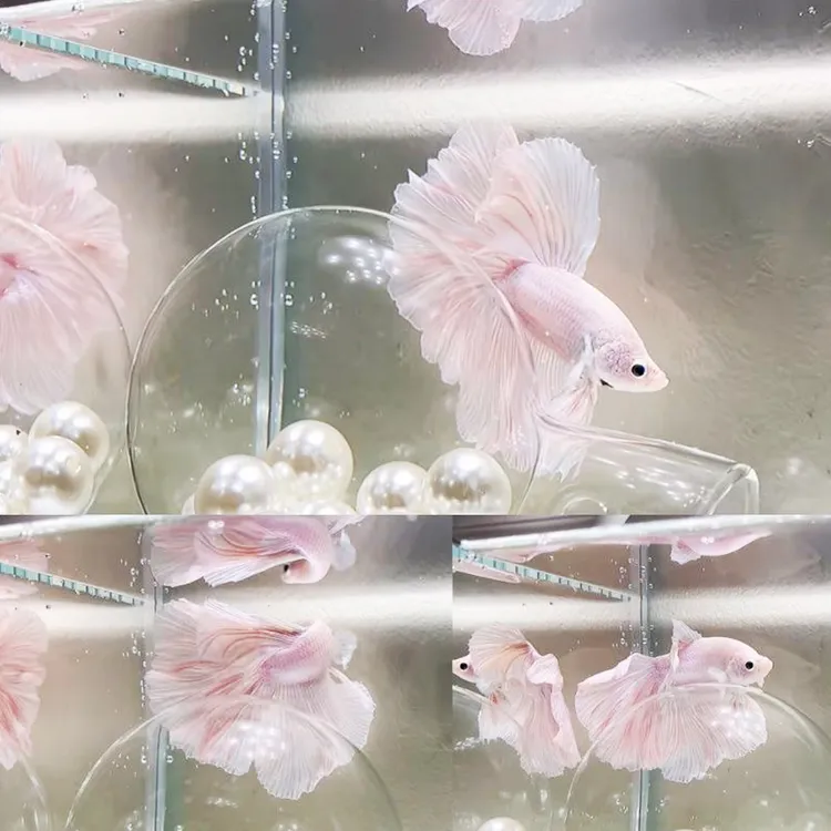 泰国斗鱼懒人网红宠物仙女款超美斗鱼热带观赏鱼好养耐活