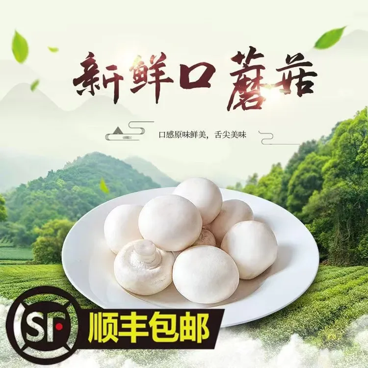 东仿甄选【顺丰包邮】新鲜口蘑现摘双孢菇白蘑菇冷链包邮产地直发