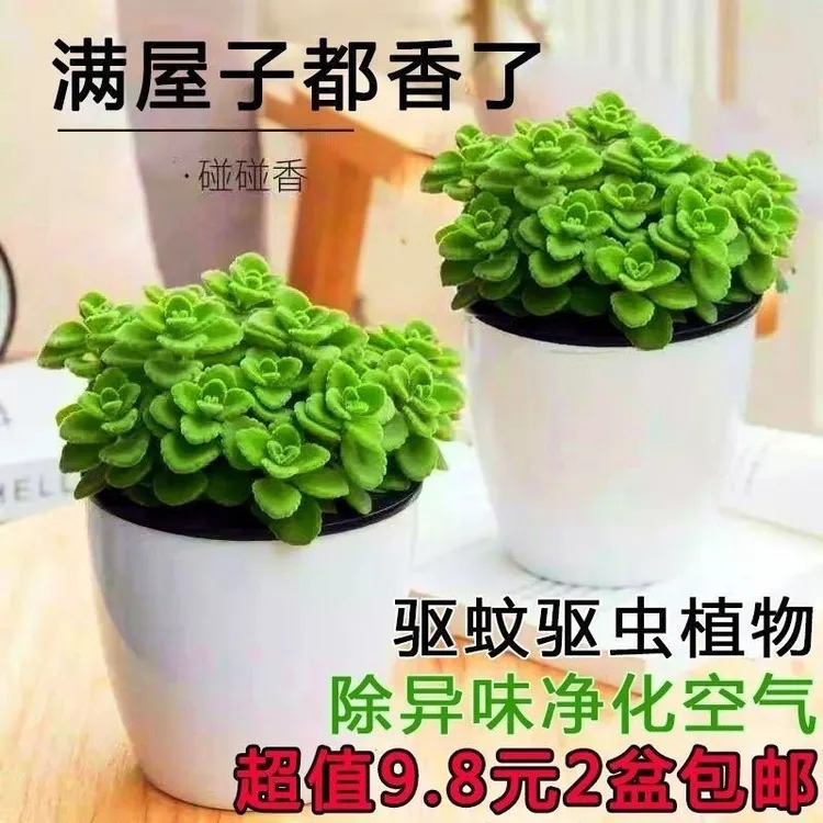 碰碰香香盆栽浓香型绿植可食用客厅阳台室内碰碰香盆栽