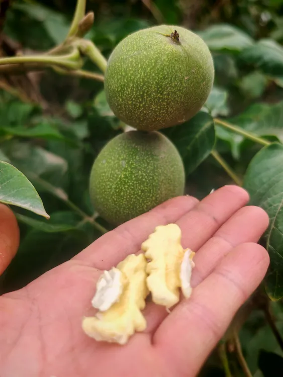 新疆喀什青皮新鲜核桃