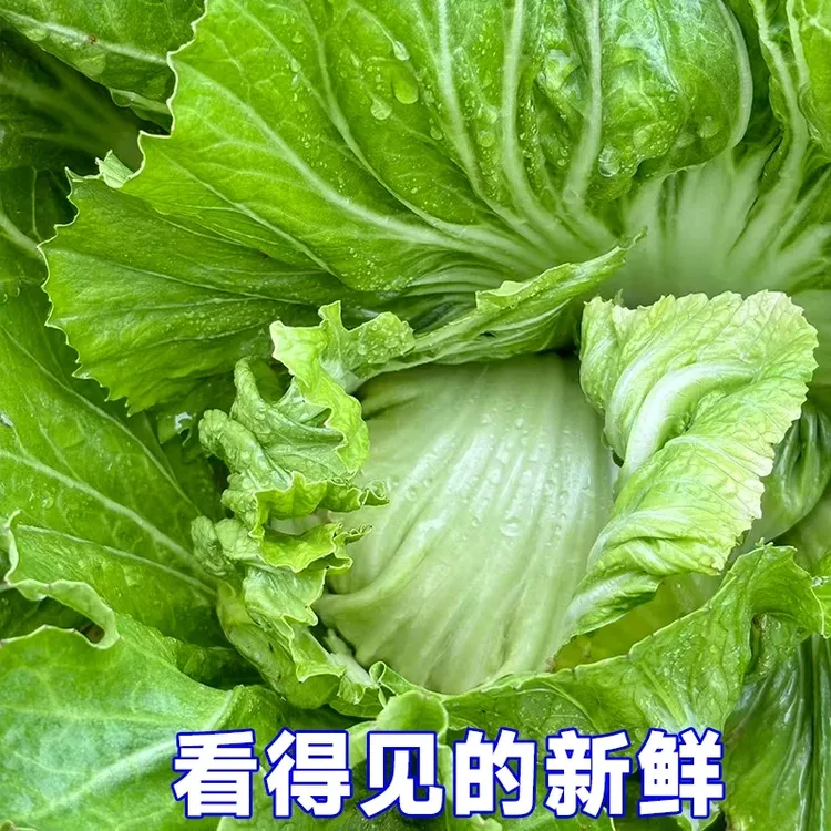 广西新鲜包心芥菜盖菜青菜现摘介菜蔬菜当季大叶苦菜酸菜腌菜泡菜