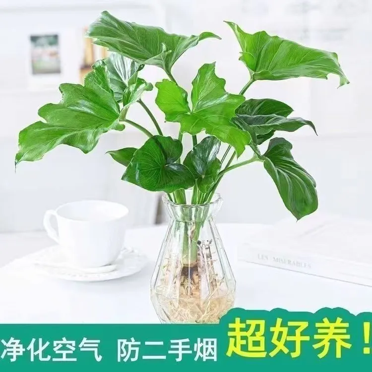 大叶春羽水培植物天堂鸟客厅绿萝盆栽花卉水养富贵竹龟背竹吸甲醛