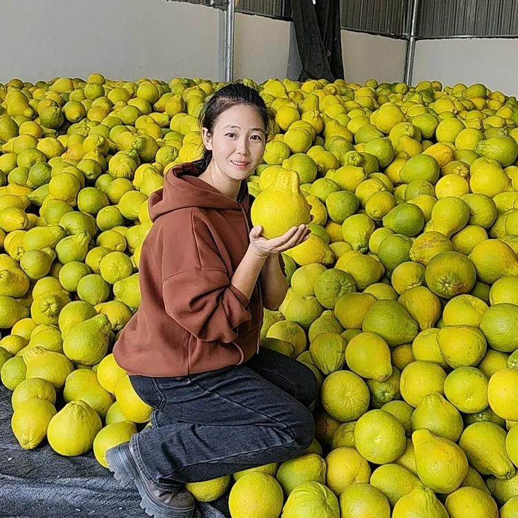湖南永州江永正宗老树香柚当季新鲜水果皮薄肉厚汁水多直发包邮