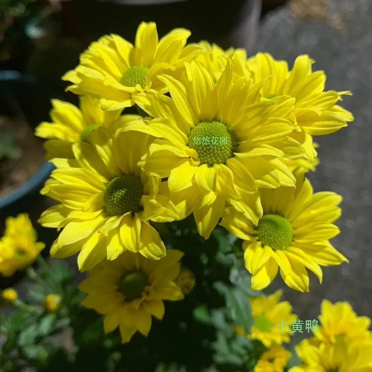 悠悠花园E系美观切花菊荷兰菊72个品种菊花花苗