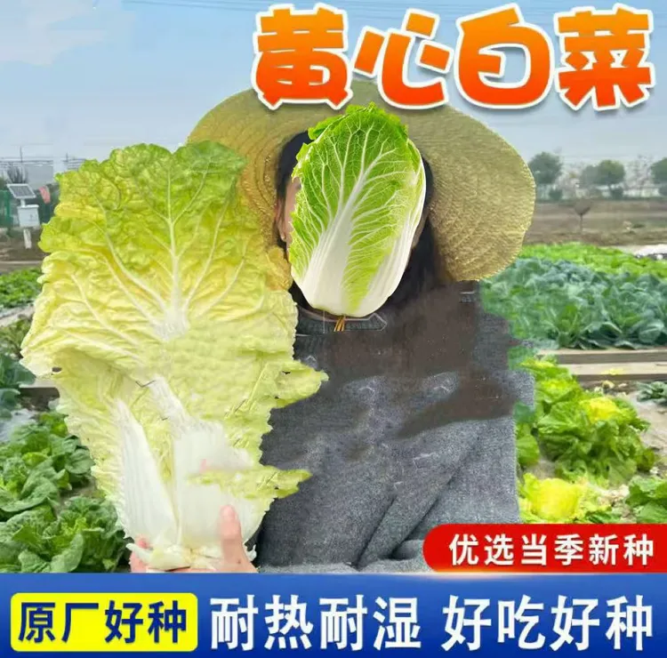 HX黄心大白菜种子  北京小杂早熟包心大白菜种子春秋播种高产