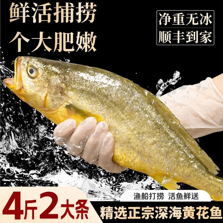 顺丰次日达【2条装】渤海大黄花鱼（顺丰冷链）鲜活冷冻生鲜2斤/条