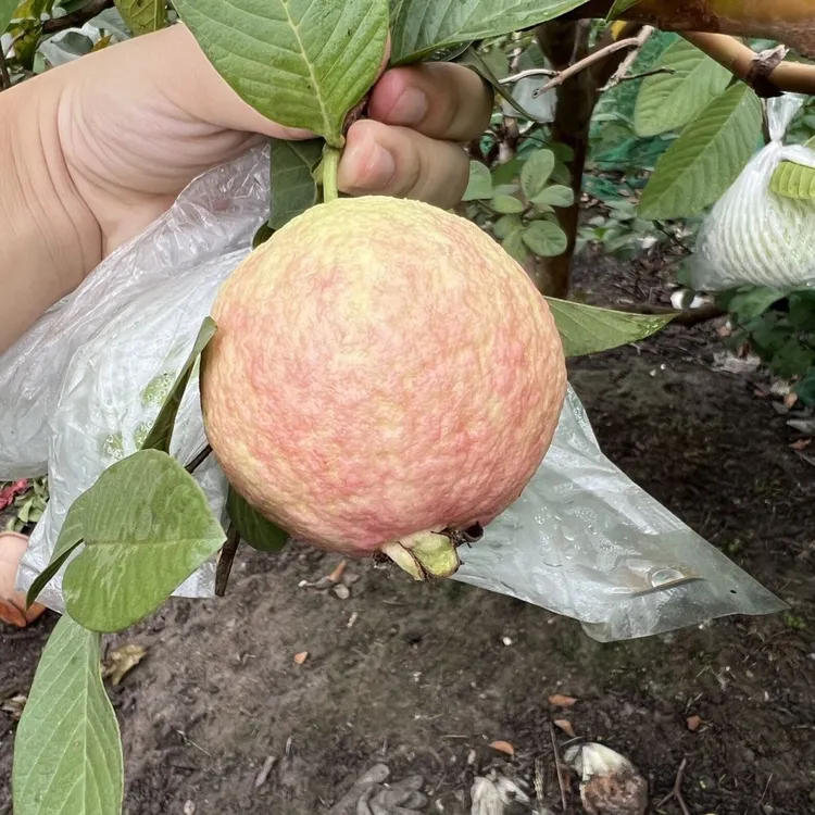 结果快番石榴芭乐果树苗嫁接正宗四季珍珠红白肉红宝石苹果盆栽