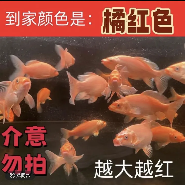 台湾纯种红色短身蝴蝶鲤冷水淡水观赏鱼球体好养活