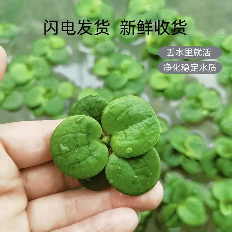 圆心萍浮萍水草水培绿植净化水质庭院鱼缸造景装饰