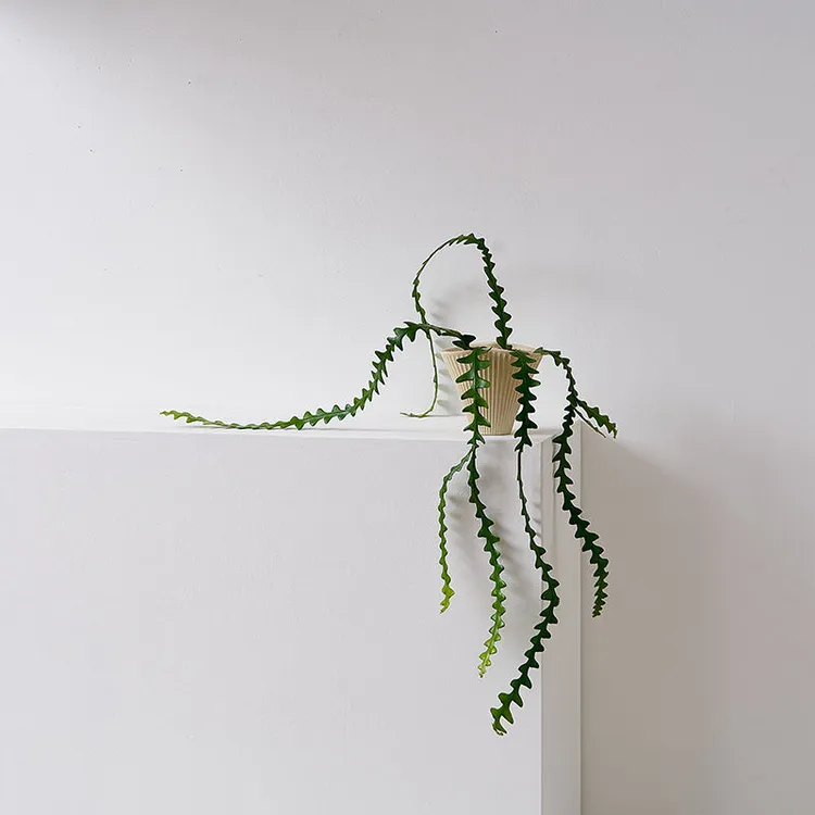 鱼骨令箭多肉耐高温卧室网红懒人绿植