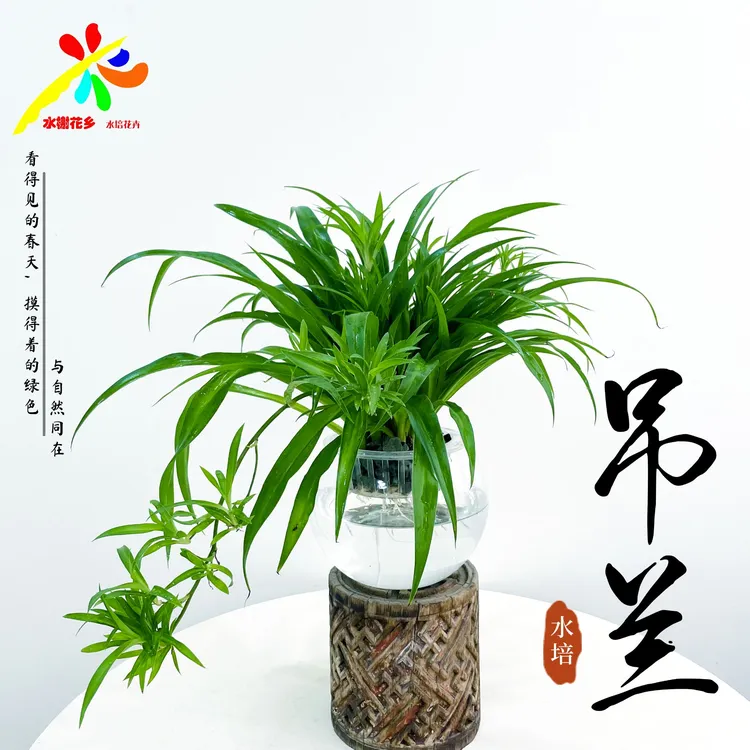 水榭花乡水培青叶吊兰桌面盆栽绿植观叶好养耐阴简单四季常青家居