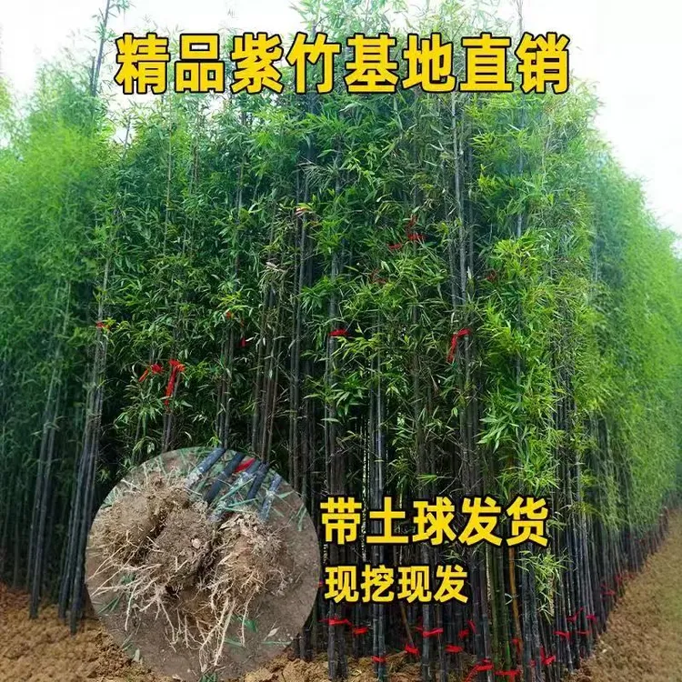 精品紫竹盆栽庭院植物紫竹苗耐寒耐竹子苗紫竹墨竹黑竹