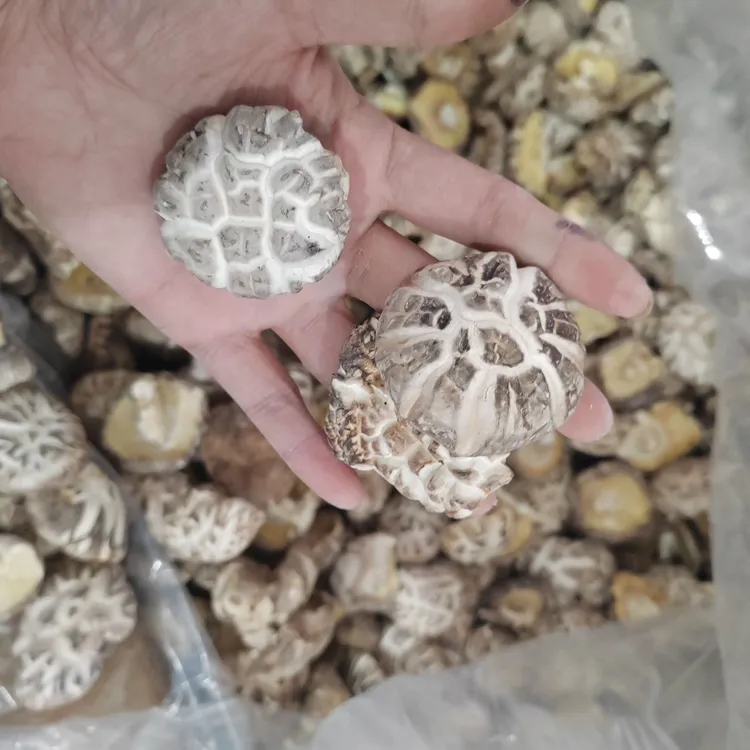 江西大丑菇碎菇味香划算焖炒炖煮家常做法食用农产品散装好吃实惠