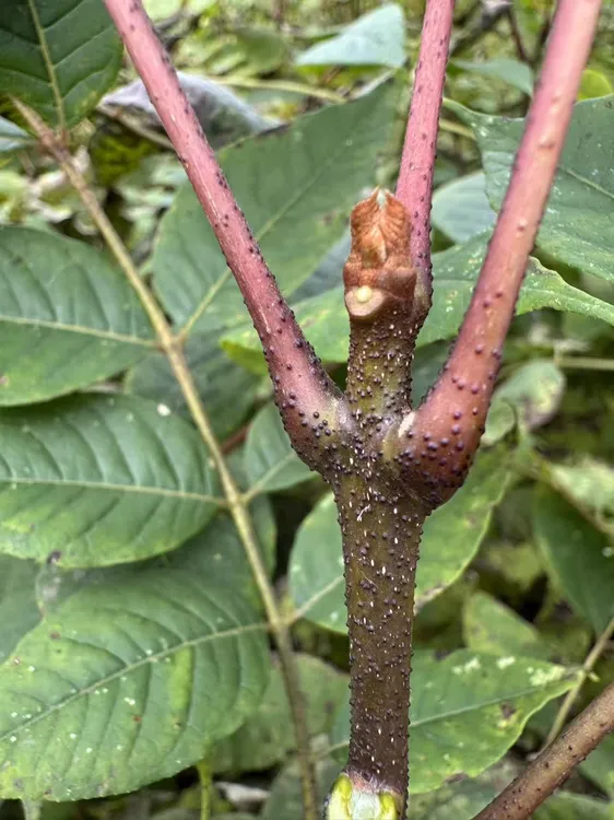 黄柏苗吴老师独家选育品种移栽苗核桃皮品种
