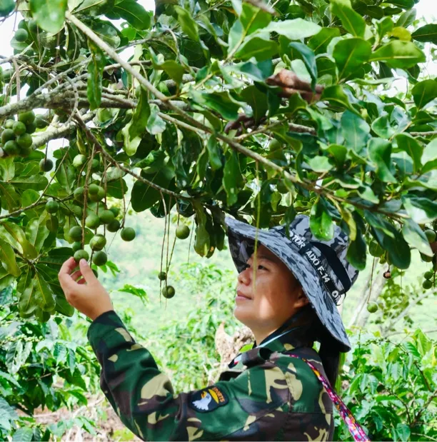2025年云南新鲜坚果夏威夷果现摘现发