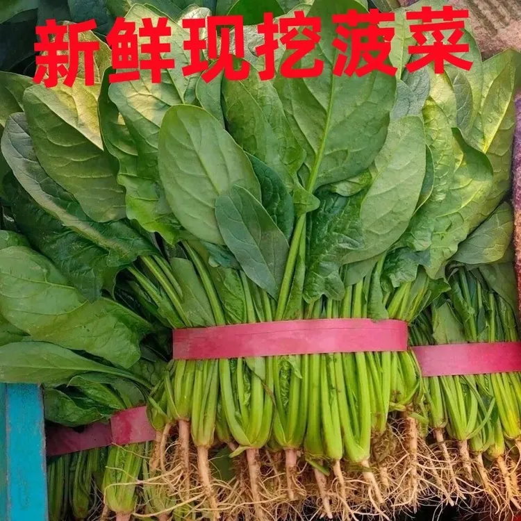 河南大棚菠菜 火锅蔬菜 现摘现发货
