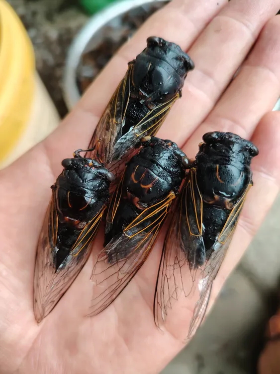 山东新鲜速冻黑蝉老知了老节流，顺丰包邮虫子