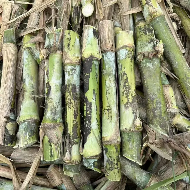 金华粮草无绒毛甜象3号红象草多年生绿植植物盆栽盆景好种植