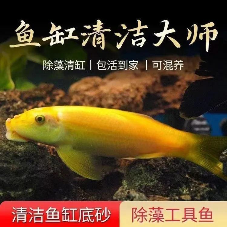 青苔鼠金苔鼠鱼热带观赏鱼清道夫鼠鱼耐活鱼缸鱼清洁鱼活体工具鱼