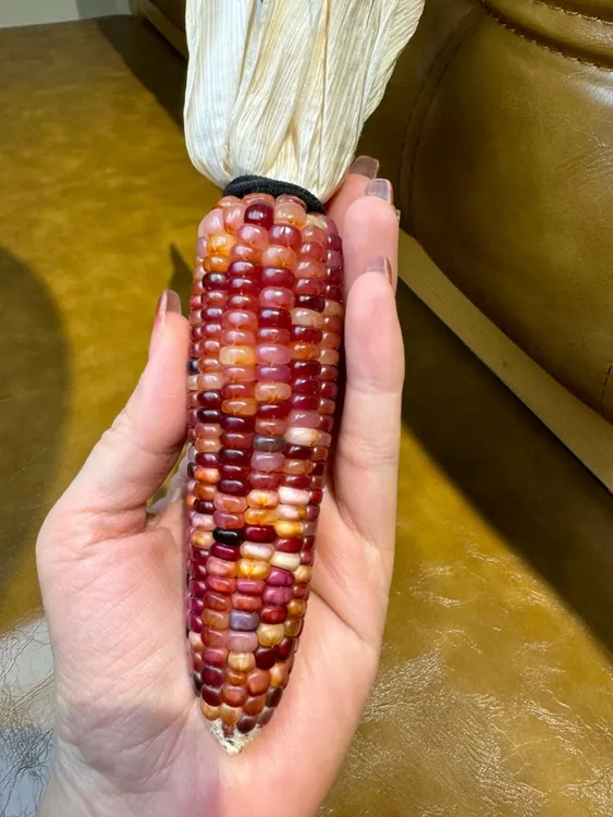 粉色文玩玉米 半透