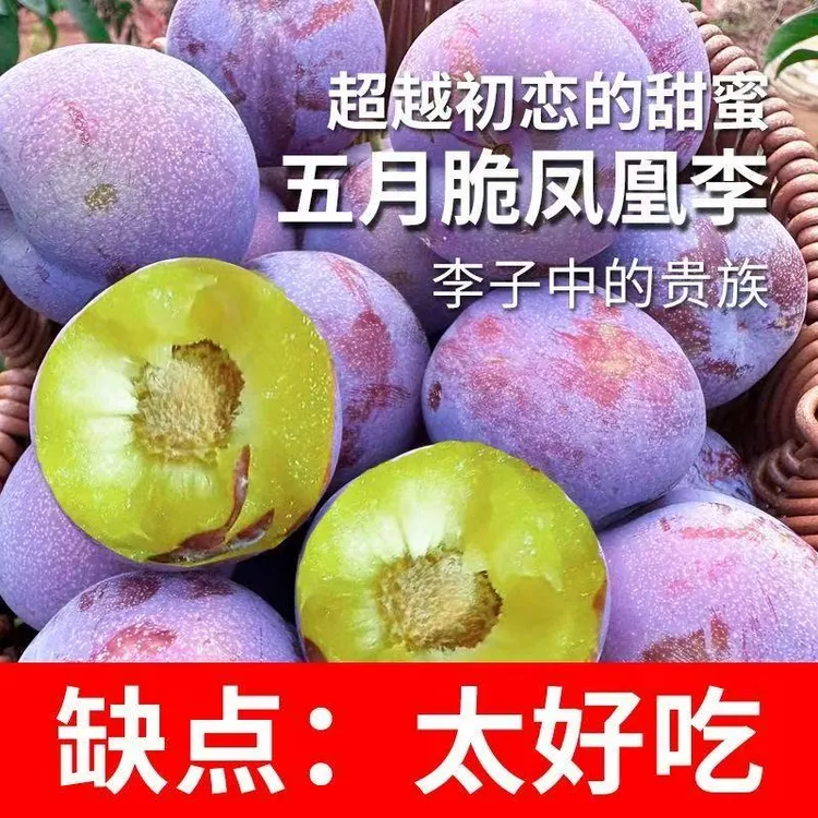 【冰糖脱骨李发货中】四川五月脆李子蜂糖李茵红李脆红脆甜青脆李