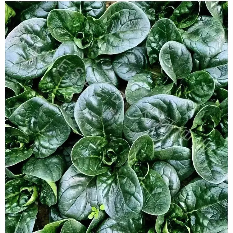 趴地菠菜种子黑园叶菠菜种籽生长速度快耐寒高产越冬蔬菜种子大全