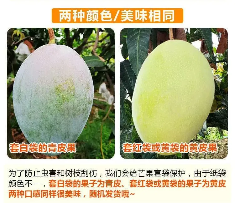 （青皮黄皮混发）精选云南凯特芒果水果新鲜当季（非攀枝花) 芒果