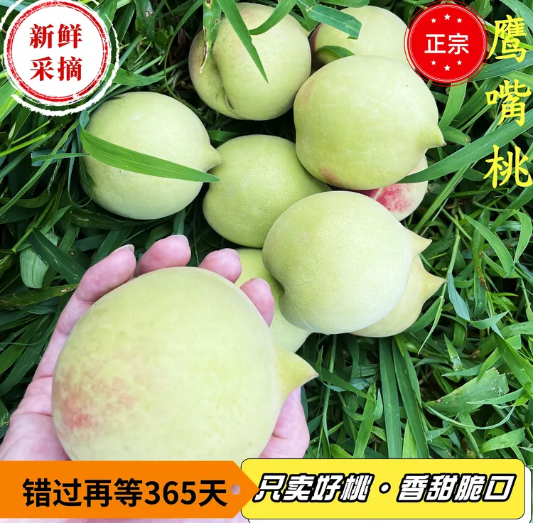 【当季现摘】正宗鹰嘴桃黄金脆甜桃子果肉带鹰嘴钩果园直供脆桃
