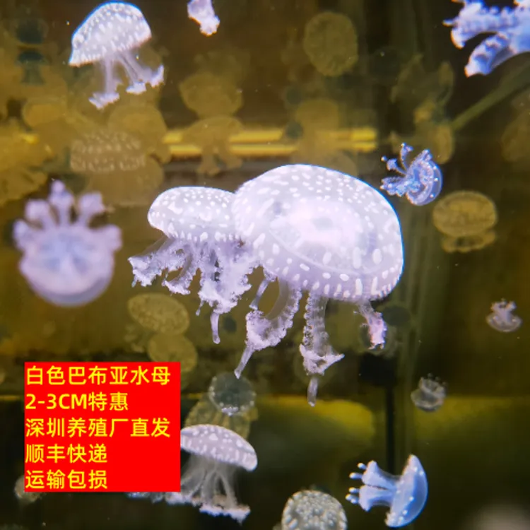 白色巴布亚水母活的10-100只2-3海水观赏鱼小宠物活幼体好养无毒