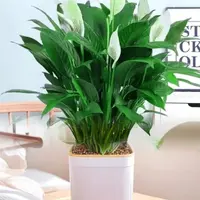 一帆风顺白掌盆栽室内水培植物四季易活净化空气
