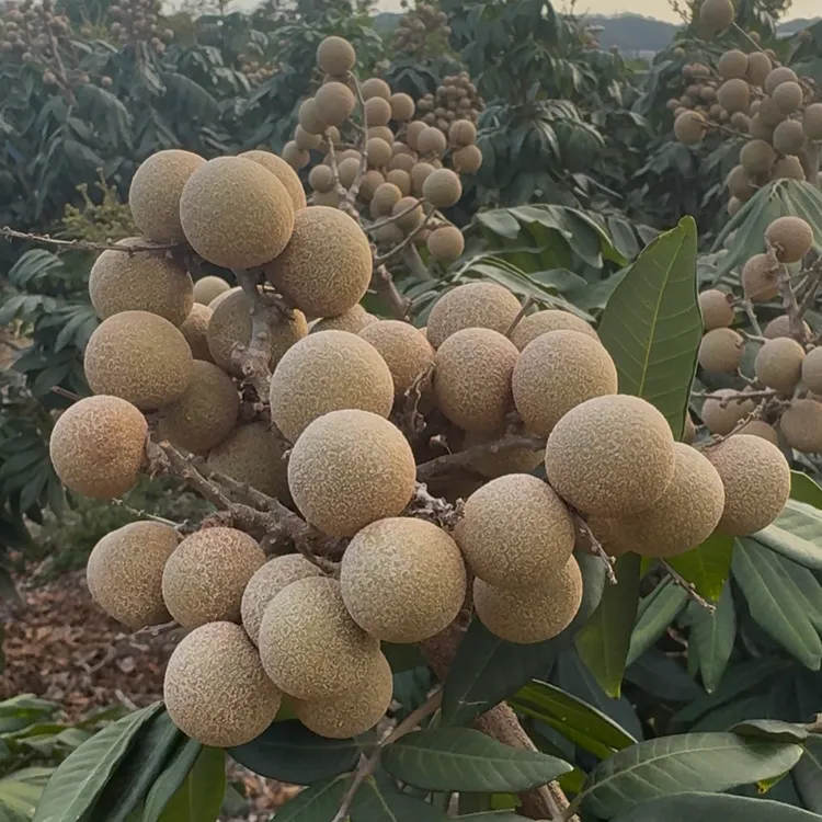 福建漳州云霄桂圆四季蜜龙眼新鲜采摘顺丰京东包邮