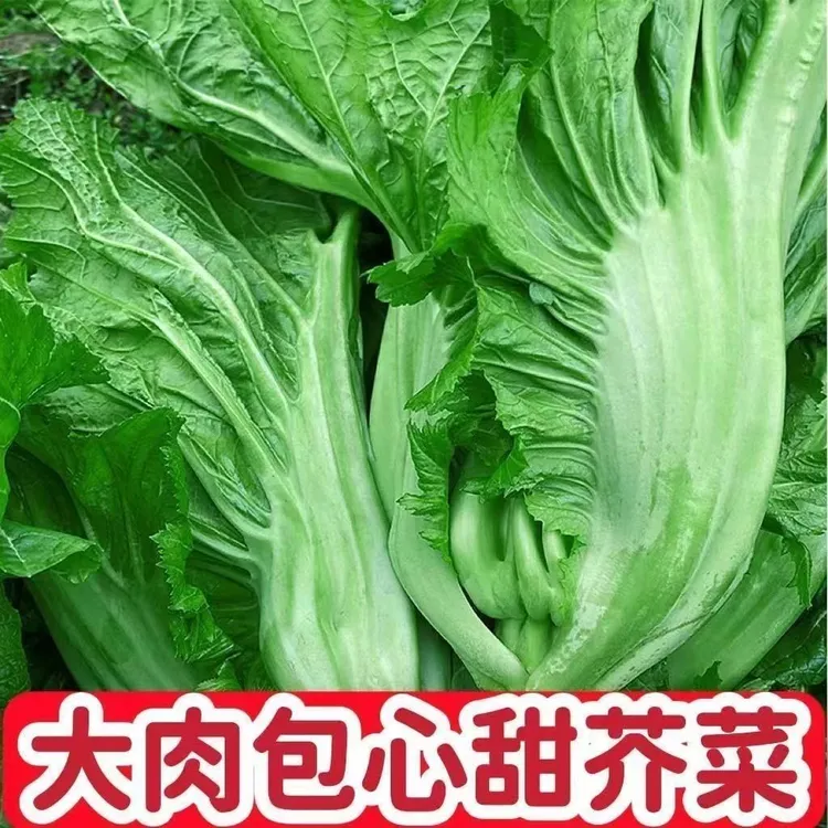 大肉甜芥菜衶高钙菜包心芥菜广东特菜速生腌制酸菜泡菜农家蔬菜孑