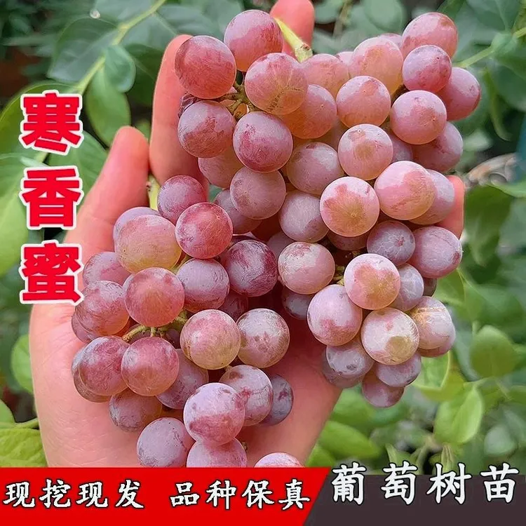 嫁接寒香蜜葡萄树苗耐寒无核爬藤含香蜜葡萄苗北南方种植当年结果