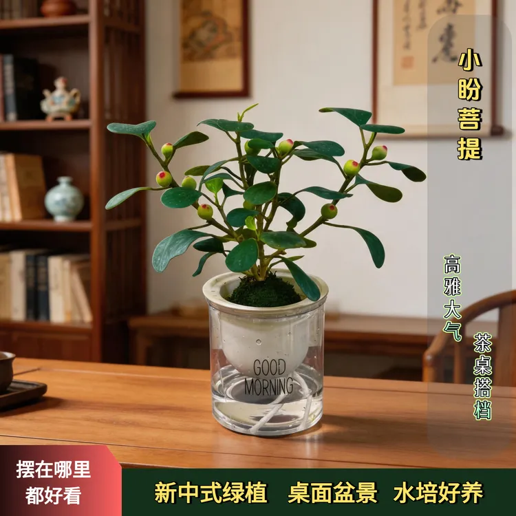 水培【 小盼菩提盆栽】精品禅意植物室内绿植客厅摆件好养商品图