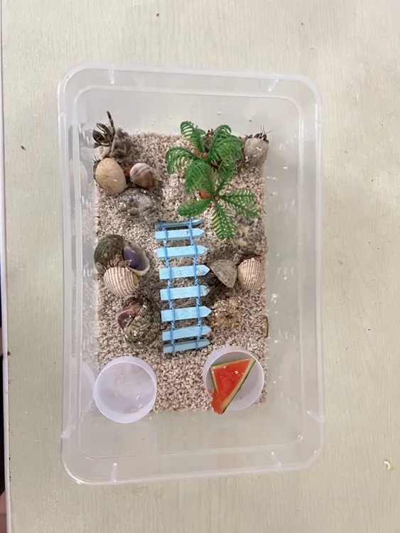 中号寄居蟹新手套盒 热带小雨林环境打造  送10只精品蟹 包活5只