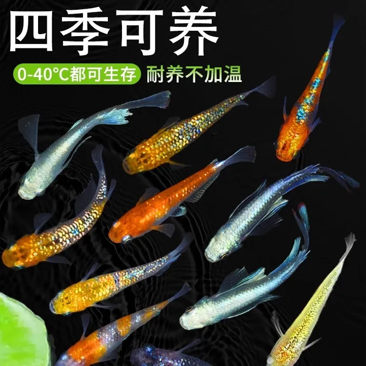 观背青鳉鱼自来水好养耐活体精品冷水鱼青将小型观赏鱼生态缸家养