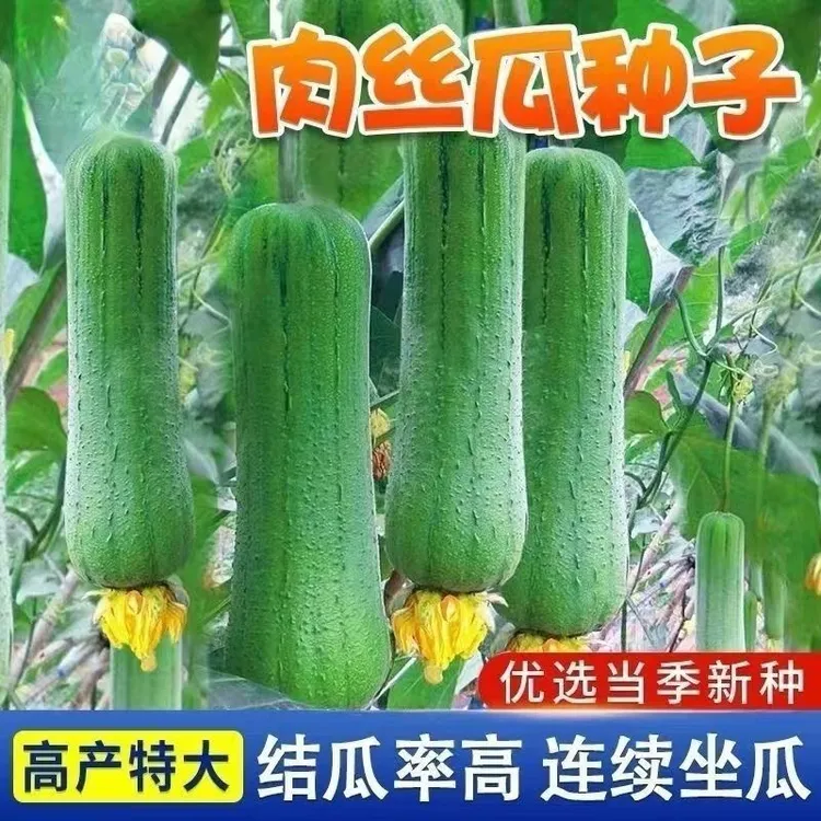 香嫩肉丝瓜种子肉嫩老品种甜嫩高产盆栽庭院家庭春夏播种丝瓜种籽