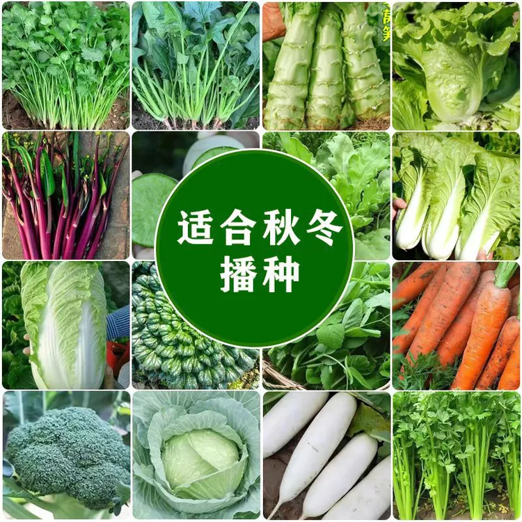 秋季冬季蔬菜种子大全菠菜香菜小白菜籽韭菜四季生菜种孑葱青菜籽