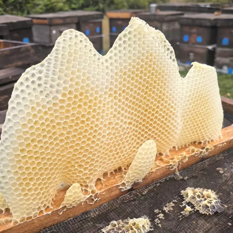 天然蜂巢胚  蜂巢胚 蜂巢脾 蜂巢  坠蜜脾