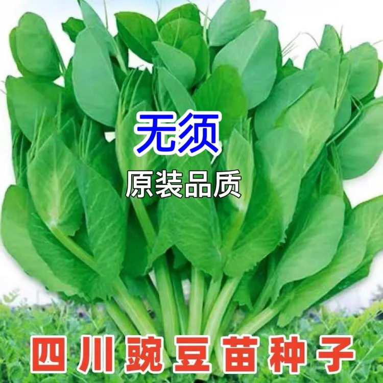 无须豌豆尖种子豌豆苗种子四季易种阳台盆栽芽苗菜春秋播蔬菜种子