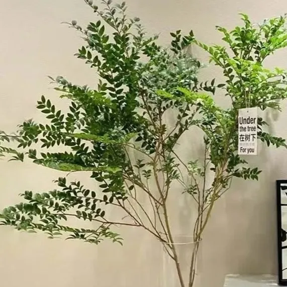 美男树水培绿植办公室内客厅装饰软装非马醉木好养植物买一送一