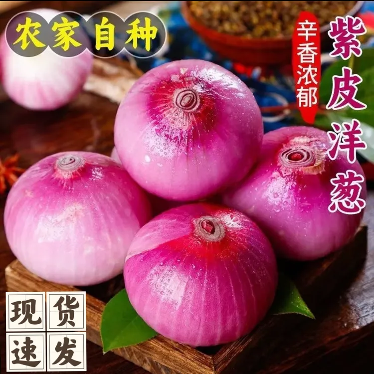 甘肃新鲜洋葱  紫皮洋葱  圆葱可生吃脆甜葱微辣批发整箱JJJ