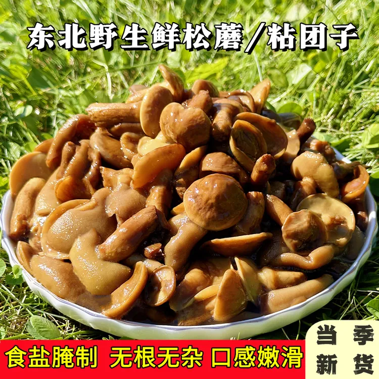 东北野生松蘑粘团子蘑菇新鲜牛肝菌松蛾子焯水蘑菇