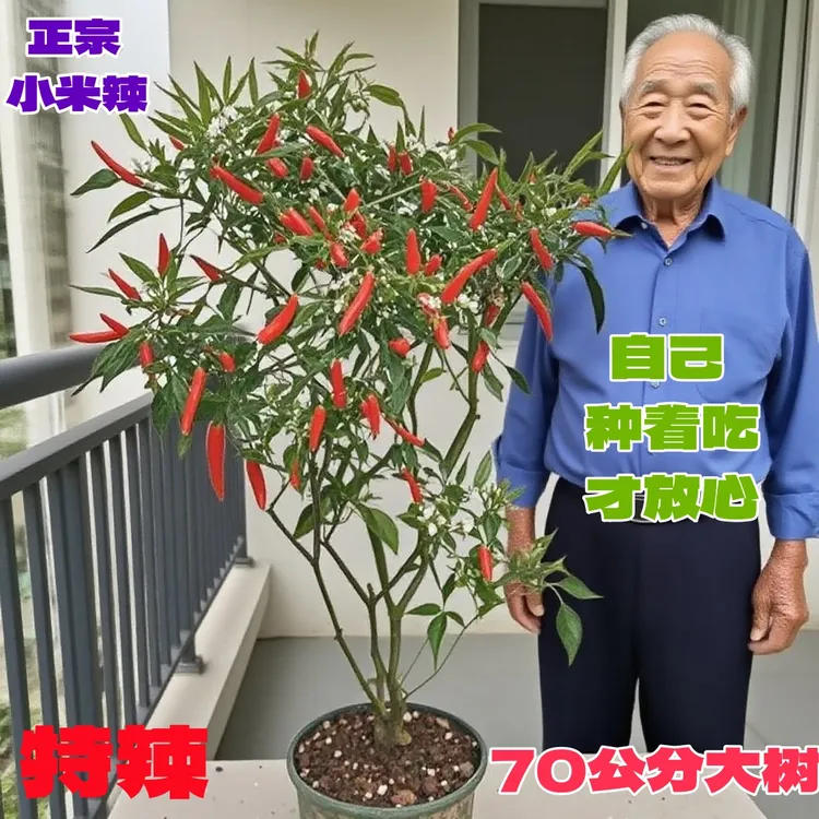 真正70公分高大棵小米椒盆栽带果带花基地直发辣椒树室外内好养活