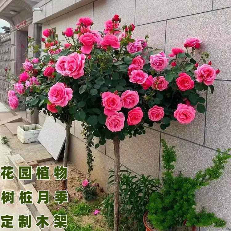 树桩月季特大花高杆月季花树棒棒糖树状月季四季开花嫁接玫瑰花苗