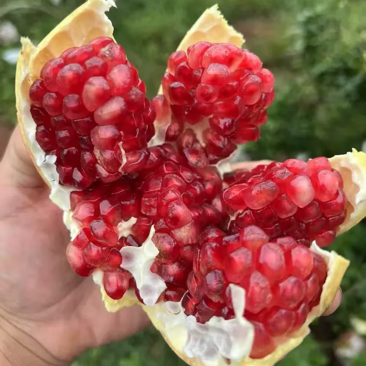 正宗四川会理突尼斯软子石榴新鲜采摘爆甜水果整箱无籽石榴包邮