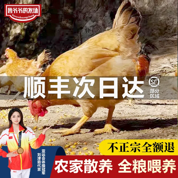 鲁爷爷的农场清真童子鸡土鸡农家散养走地鸡新鲜现杀整只生态散养