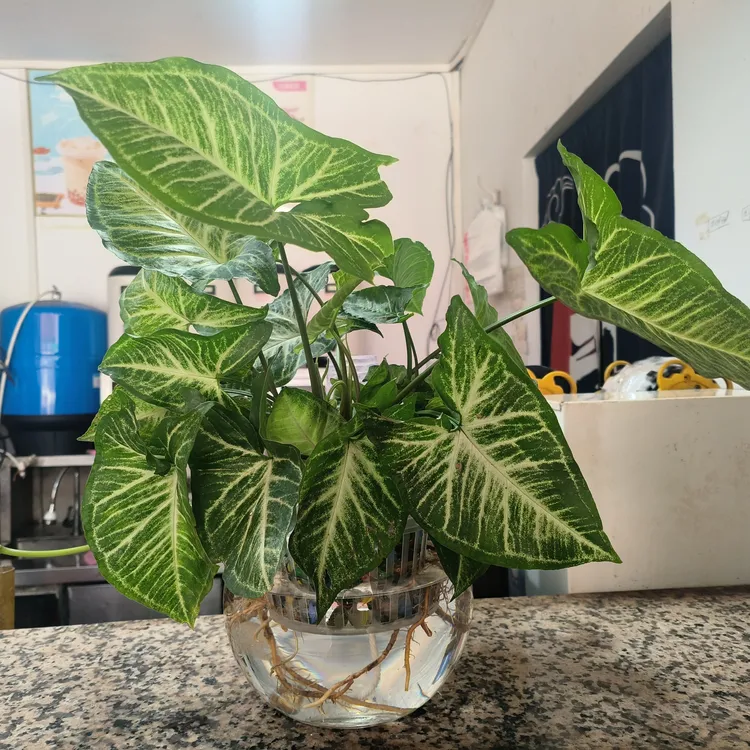 合果芋盆栽室内绿植可水培净化空气四季常青海芋好养大型易活耳环