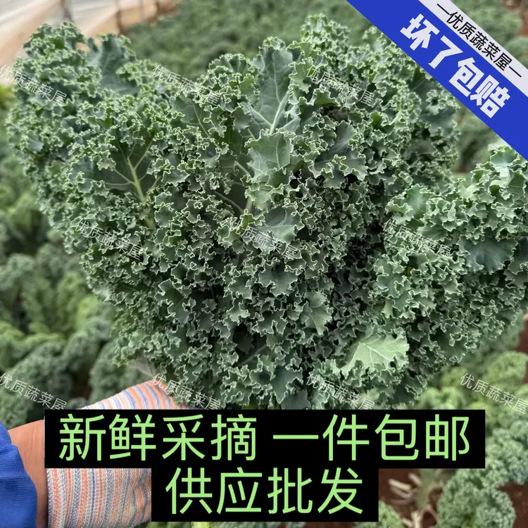 云南新鲜羽衣甘蓝嫩叶甘兰芥蓝菜叶西餐沙拉榨汁蔬菜食材现摘现发