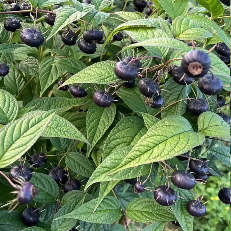 红果参苗蜘蛛果山荸荠算盘果树苗带土杯贵州